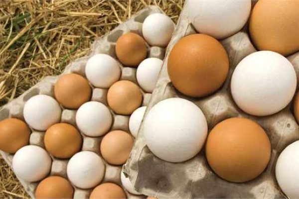 تصویر 4 از خرید تخم مرغ صادراتی + قیمت فروش استثنایی